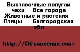 Выставочные попугаи чехи  - Все города Животные и растения » Птицы   . Белгородская обл.